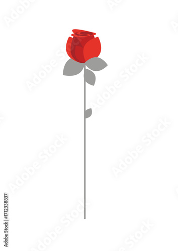 beautiful long-stemmed red rose