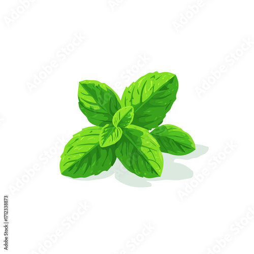 Flat 2D Mint vector illustration, icon graphic on white background