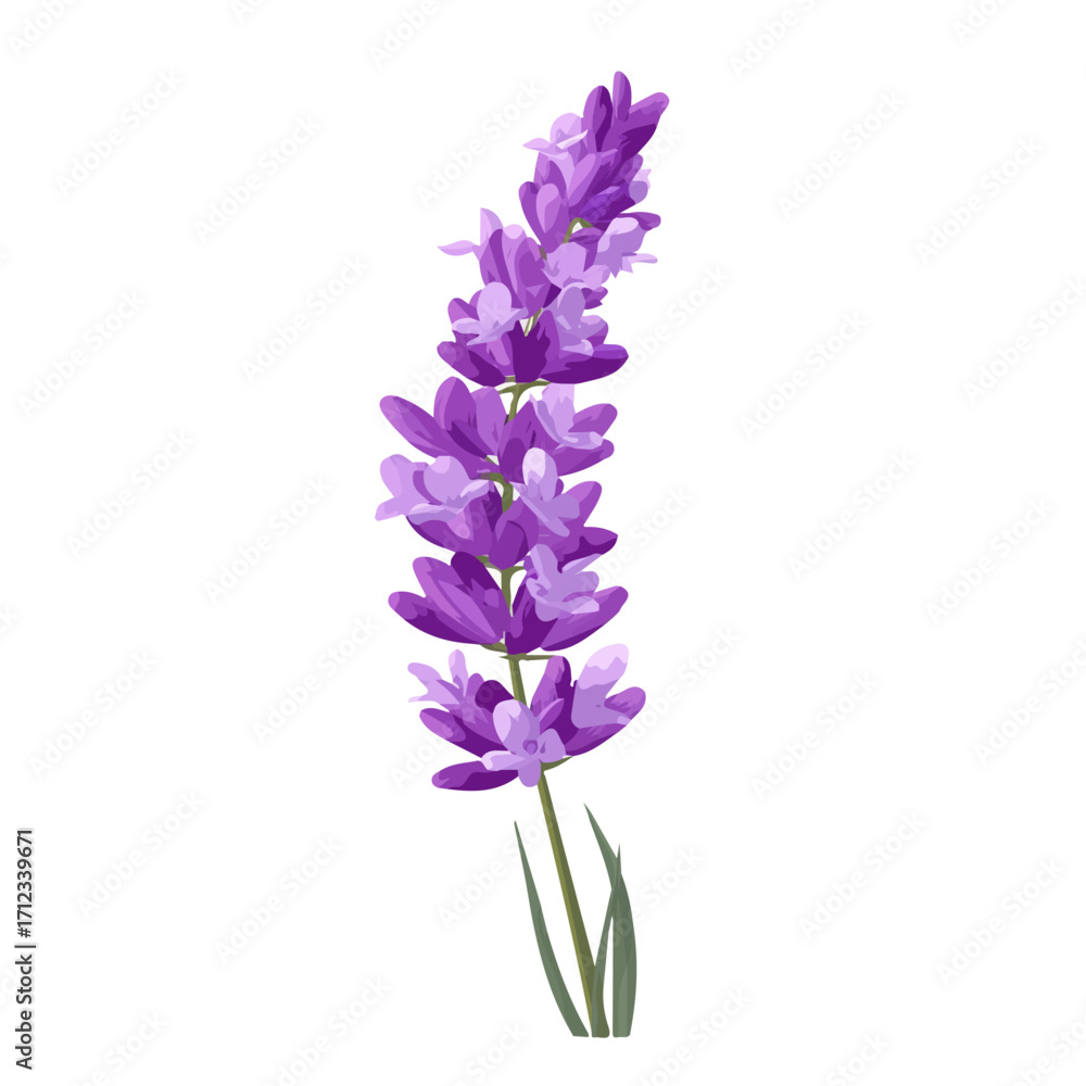 Obraz premium Minimal 2D flat vector of a Lavender Flower, icon-style illustration on a white background
