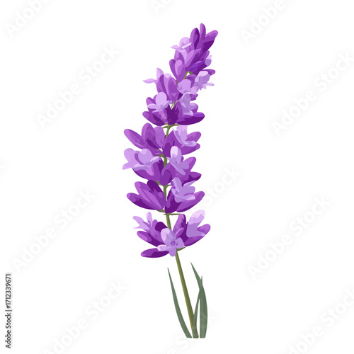 Minimal 2D flat vector of a Lavender Flower, icon-style illustration on a white background
