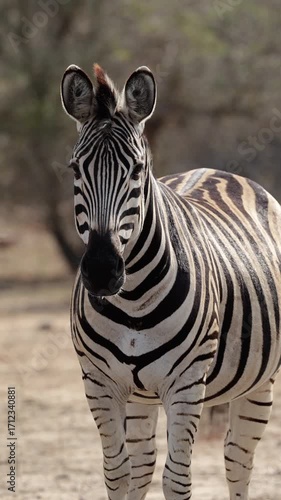  Vertical video, a thirsty zebra at the waterhole
