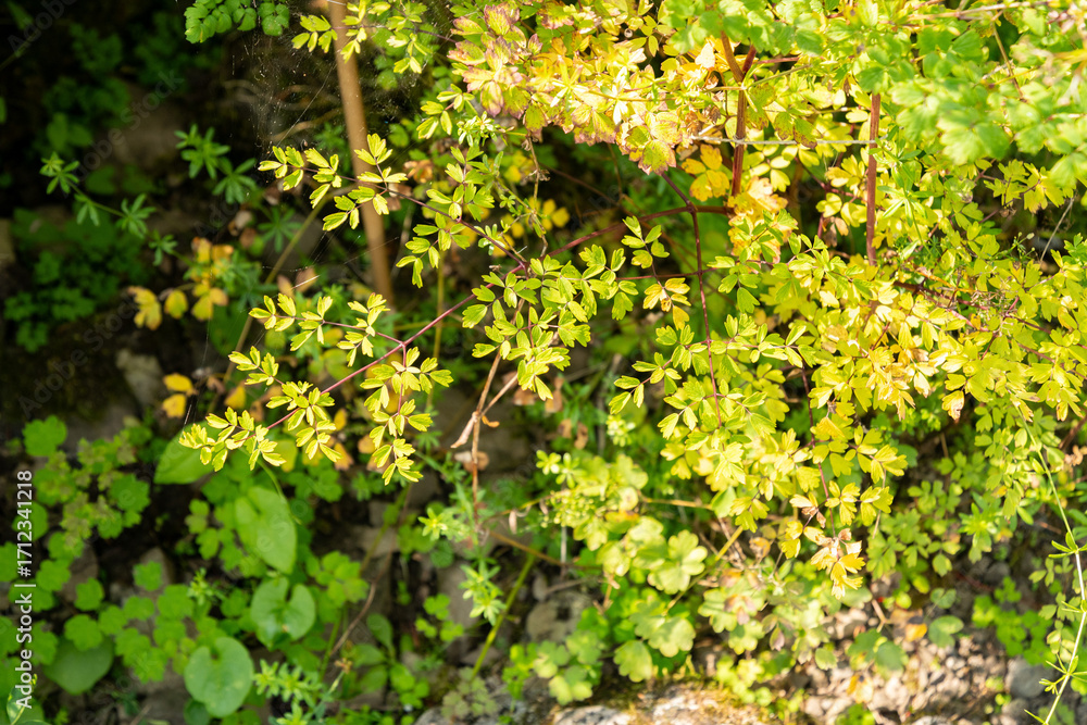 Obraz premium Lesser meadow rue or Thalictrum Minus plant in Zurich in Switzerland 6.8.2025
