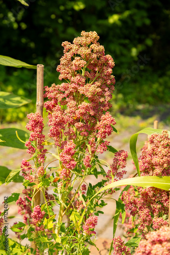 Chenopodium Quinoa Faro plant in Zurich in Switzerland 6.8.2025