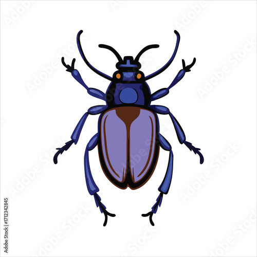 colorado potato beetle