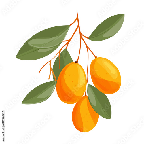 Minimal 2D flat vector of a Kumquat, icon-style illustration on a white background