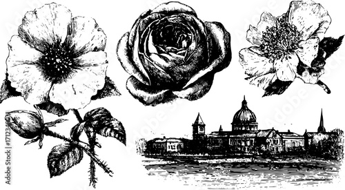 Botanical illustrations of flowers in a vintage black and white style. The set includes detailed sketches of roses and other floral designs, vector illustration.