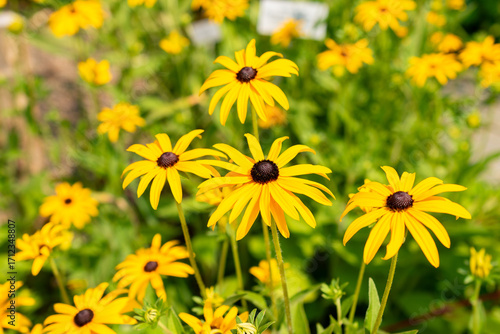 Orange coneflower or Rudbeckia Fulgida var Sullivantii plant in Zurich in Switzerland 6.8.2025