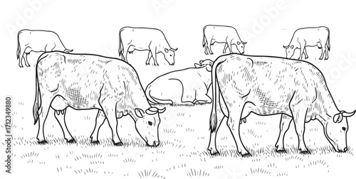 “Vintage engraving vector of cows grazing in a field in black and white outline