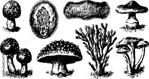 Vintage mushroom illustrations in black and white. This botanical illustration set features detailed drawings of various species, perfect for scientific use.