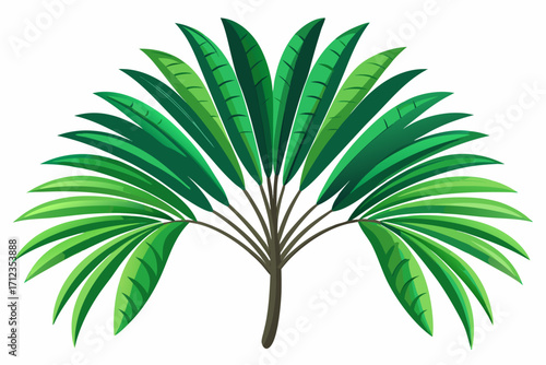 palm leaf isolated on white