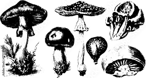 Mushroom set illustrated in black and white. Realistic vector illustration highlighting details of various fungi species with botanical characteristics.