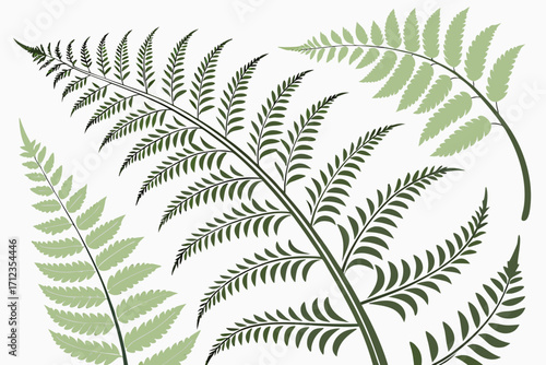 green fern leaves