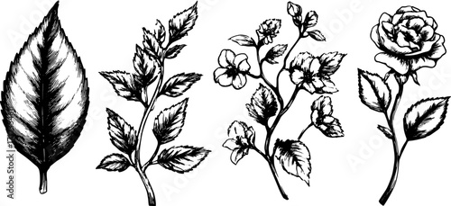 Wallpaper Mural Botanical illustration set of leaves and flowers in black and white. Detailed vector artwork for nature themes. Torontodigital.ca