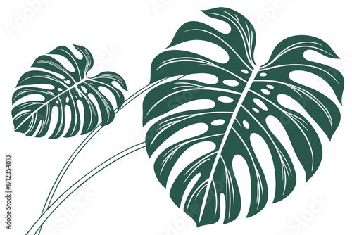 tropical monstera leaf