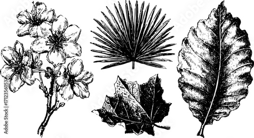 Botanical illustration featuring a flower and various leaves. Vintage black and white vector artwork highlights detailed natural elements in a unique set.