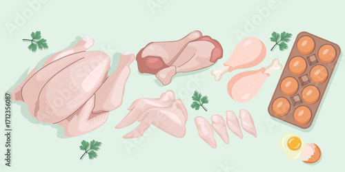 Vector illustration of raw chicken meat cuts, wings, drumsticks, thighs, and eggs with herbs. Ideal for menu design, food packaging, diet infographics, nutrition blogs, healthy eating, and culinary