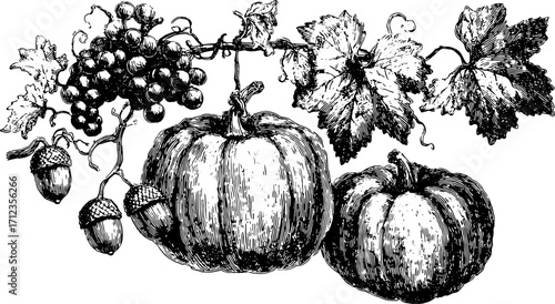 A vintage illustration of pumpkins, grapes, acorns, and leaves in black ink. The detailed botanical vector set captures a classic aesthetic.