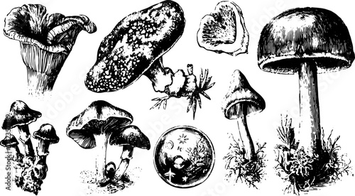 Mushroom illustration featuring various detailed species in black and white. This vintage vector set depicts the diversity and characteristics of fungi.