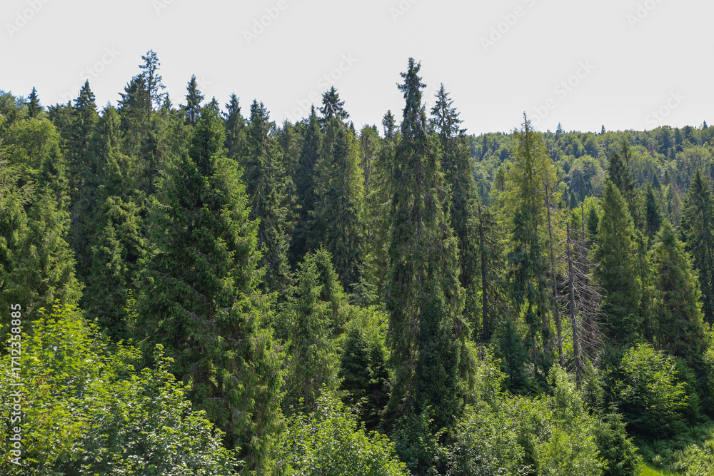 Fototapeta premium Forest thickets with tall spruces and other trees reaching for the sky create a sense of tranquility and grandeur. A path meandering among the trees invites you into the depths of this picturesque nat