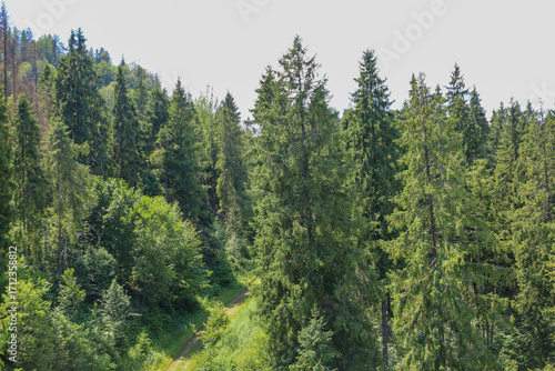 Ancient spruce and other trees densely cover the hill, creating a picturesque forest landscape. The lush greenery of needles and leaves reaching for the sky gives a feeling of peace and the grandeur o
