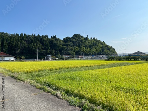 寒河江の水田