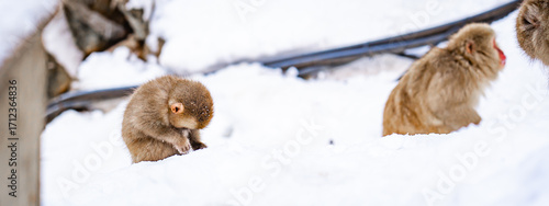 Photography Young Japanese snow monkey playing in the snow during winter in Nagano, Japan