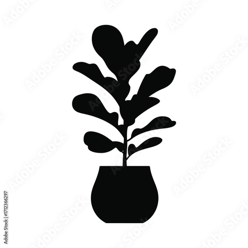Silhouette of a fiddle leaf fig plant in a pot