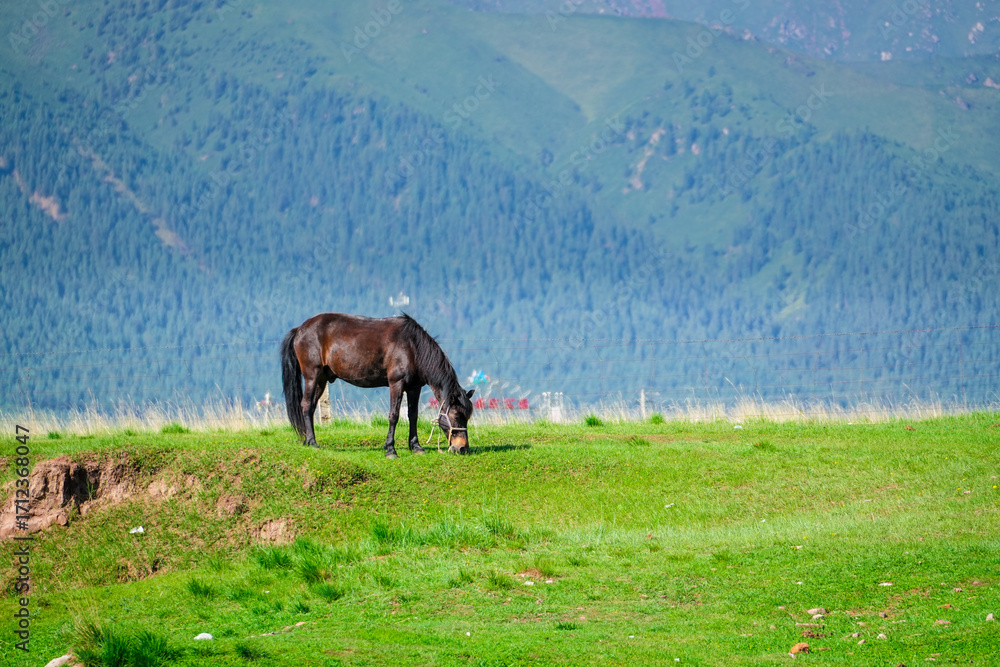 Obraz premium herd of horses
