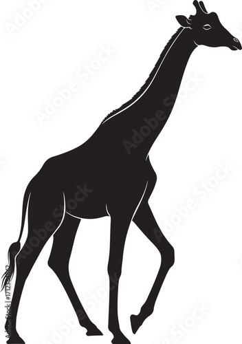 Black and white giraffe silhouette in walking pose isolated on white background.