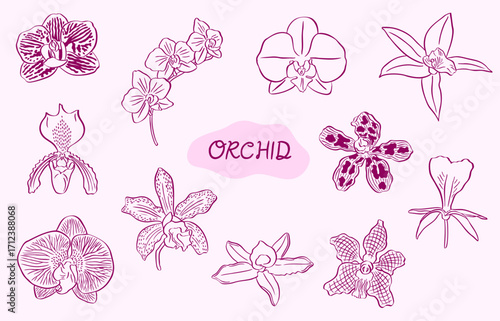 orchid flowers hand drawn sketch illustration collection set