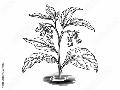 Elegant Comfrey Plant Illustration in Detailed Black and White Ink Drawing Style Botanical Artwork