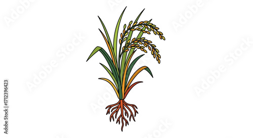 Illustration of a Rice Plant with Roots and Grains.