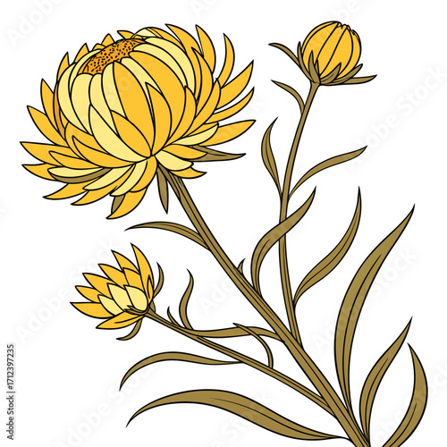 seamless pattern with everlasting flower yellow