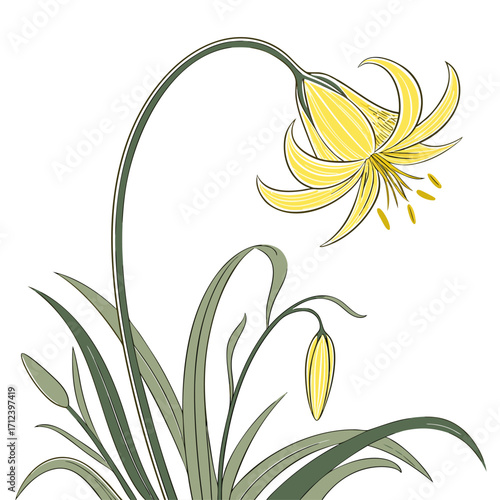 everlasting flower yellow on white background 