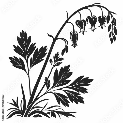 black and white dutchmans breeches