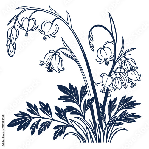 dutchmans breeches vector