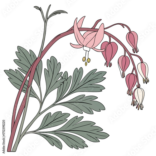 dutchmans breeches vector