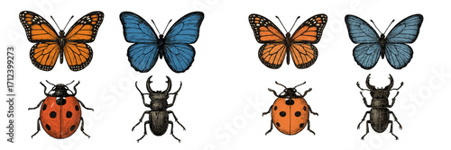 Colorful butterflies and insects displayed for educational purposes in a nature study setting