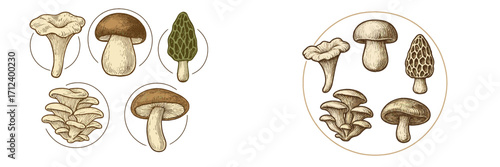 Various types of mushrooms displayed in an illustrated format showcasing their unique shapes and textures for educational purposes