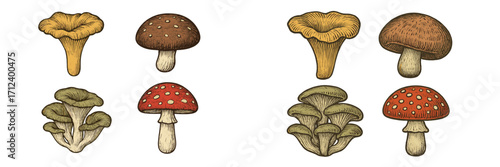 Various types of mushrooms illustrated in a detailed artwork showcasing their unique shapes and colors
