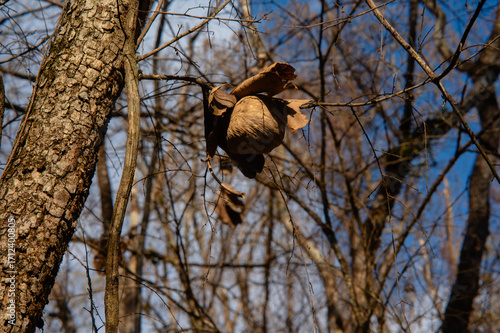 Casa de Marimbondo ou abelha no Cerrado