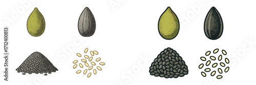 Various types of seeds displayed in a detailed illustration for educational purposes