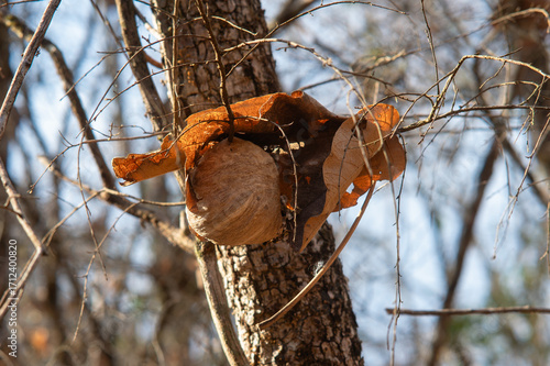 Casa de Marimbondo ou abelha no Cerrado
