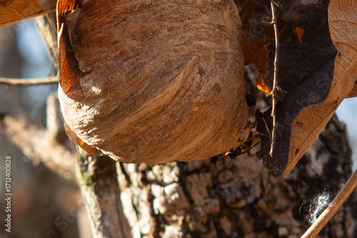 Casa de Marimbondo ou abelha no Cerrado