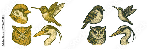 Colorful illustrations of various birds including hummingbirds, owls, and sparrows captured in detailed designs