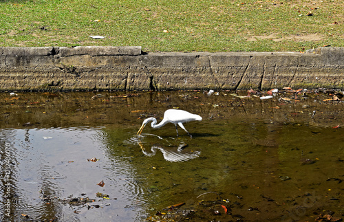 Great egret (Ardea alba) on lake, Rio de Janeiro, Brazil