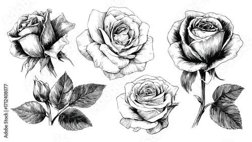 Elegant Black and White Rose Sketch Set for Professional Floral Design