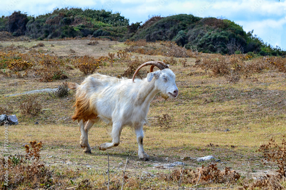 Obraz premium Keçiler - Cow