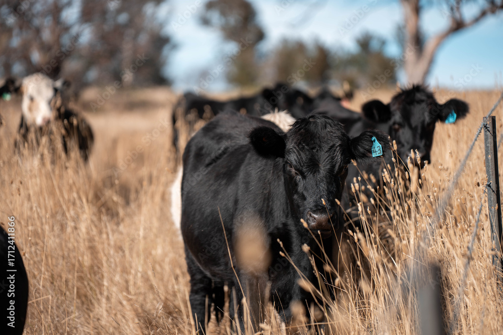 Fototapeta premium black Angus, wagyu and murray grey beef bulls and cows, being grass fed on a hill in Australia. sustainable agriculture and food security