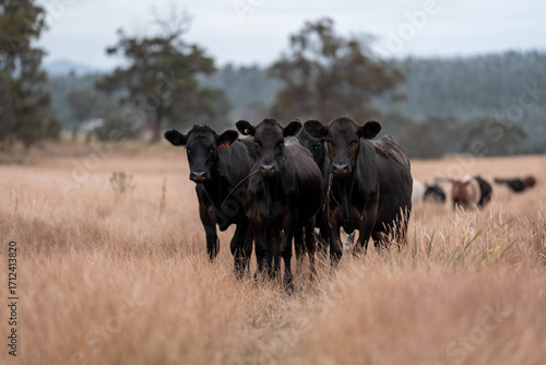 black Angus, wagyu and murray grey beef bulls and cows, being grass fed on a hill in Australia. sustainable agriculture and food security